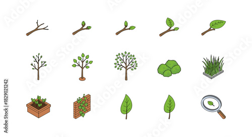Isometric growth stages of plants with greenery and gardening tools