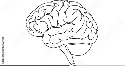 Detailed Human Brain Continuous Line Art