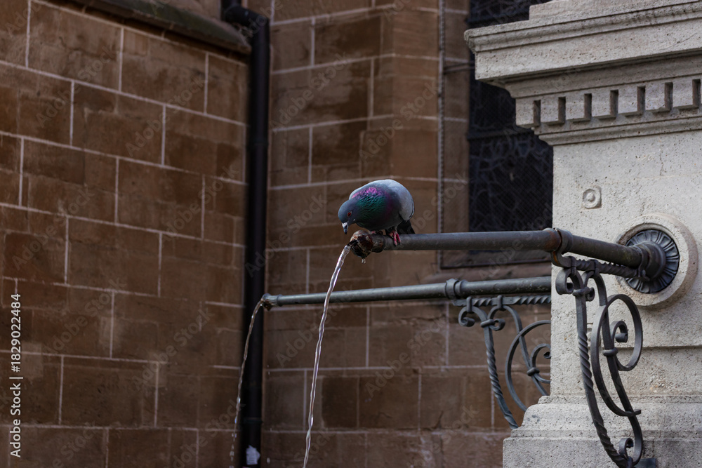 Obraz premium Rock pigeon (Rock dove) with bright colorful neck drinking from water fountain stream spout