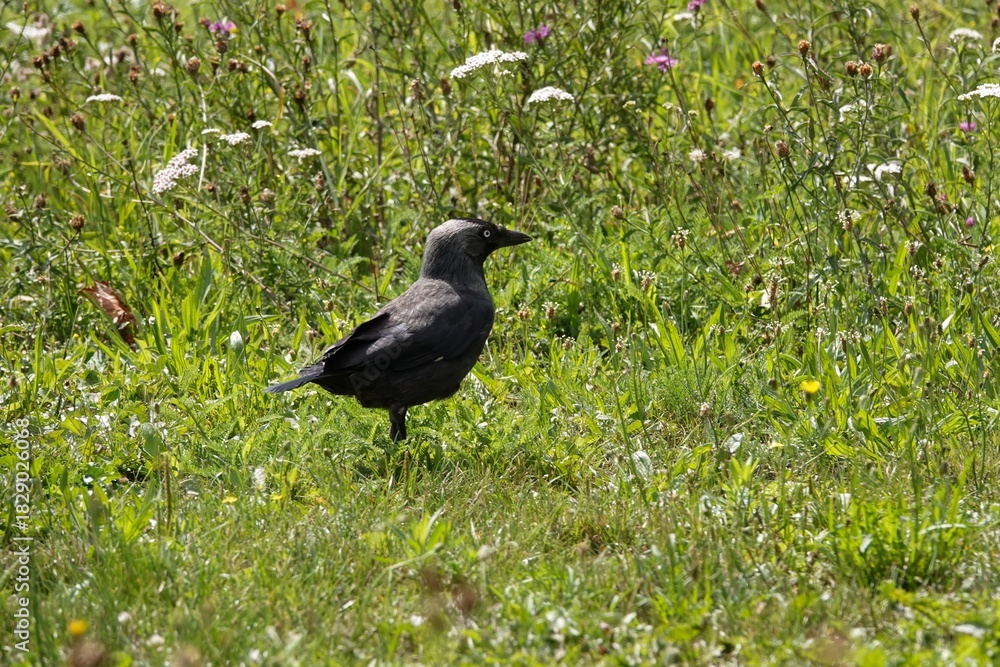 Fototapeta premium A western jackdaw, Coloeus monedula , stands alert in a field of green, watching the surroundings with a keen eye.
