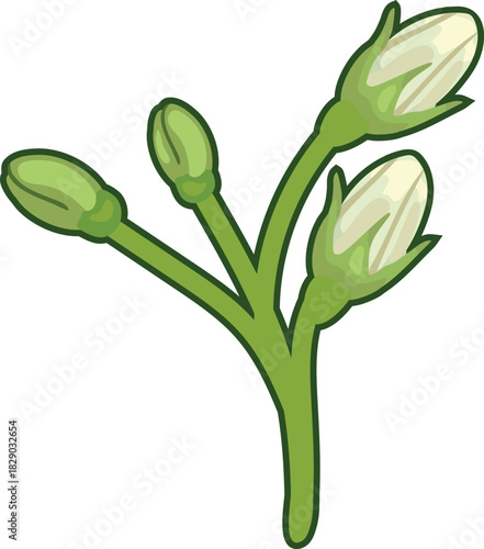  Flower buds of white potato flowers isolated on white background	