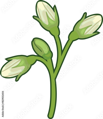  Flower buds of white potato flowers isolated on white background	