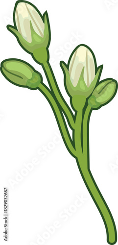  Flower buds of white potato flowers isolated on white background	