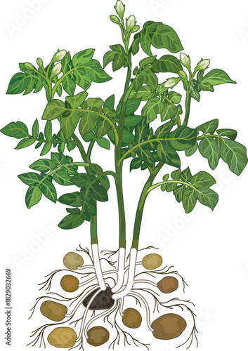 Flowering potato plant in botanical illustration style isolated on white background	