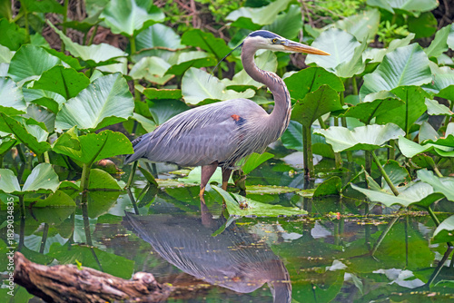 Great Blue Heron Wading Through a Verdant Pond