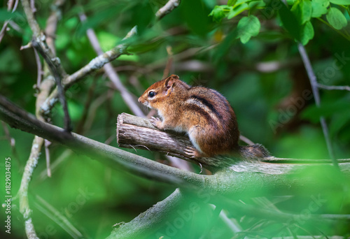 Eastern Chipmunk Hiding in a Secluded Glen