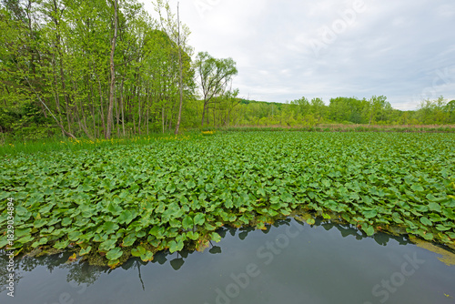 Verdant Water Plants on a Wetland Pond