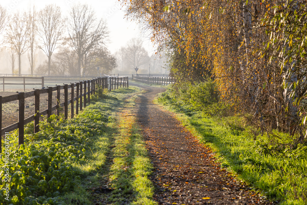 Obraz premium Rural path with wooden fences and fallen leaves, flanked by autumn trees and morning sunlight casting long shadows in a peaceful countryside setting.