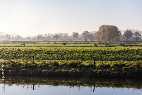 Green pastures with grazing cows, calm water in foreground reflects grassy bank, autumn trees and clear sky complete this tranquil rural scene.