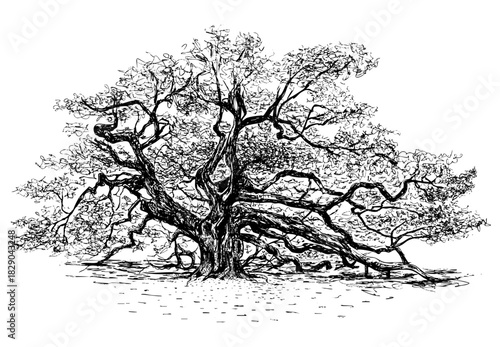Oak tree cross hatching vector illustration in black ink 