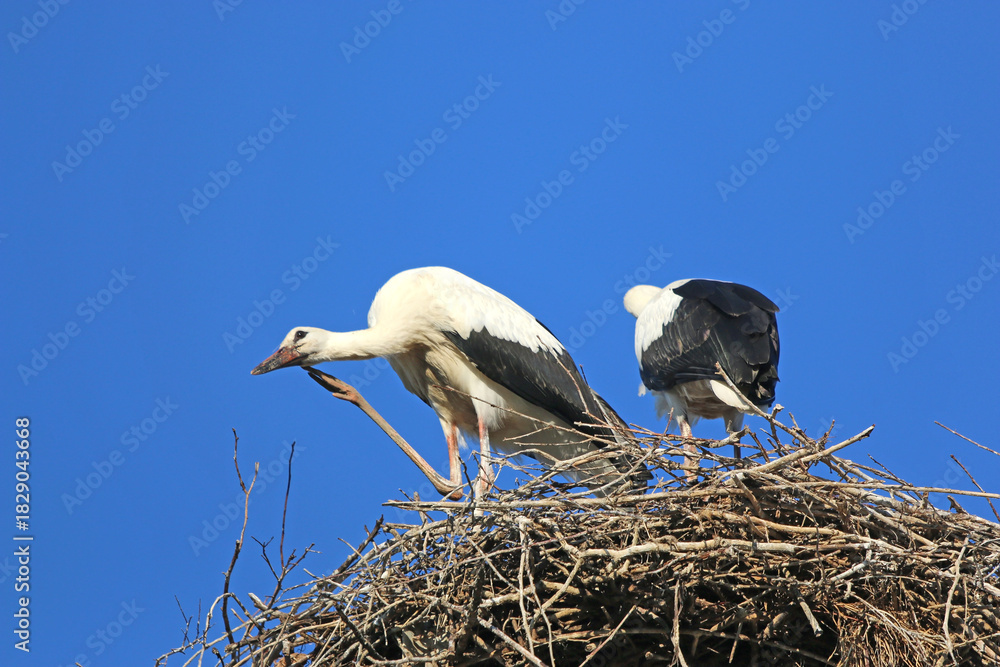 Fototapeta premium White storks in their nest 