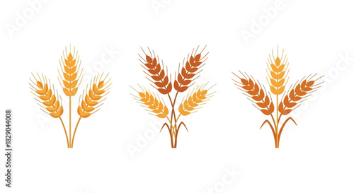 Three sheaves of golden wheat stalks are displayed in an isolated illustration