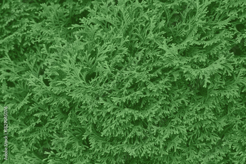 Western thuja green twig. Marsh cedar plant texture background. Thuja occidentalis.