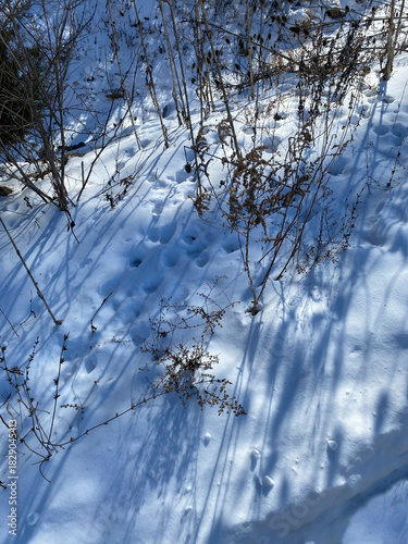 Blue shadows on winter snow