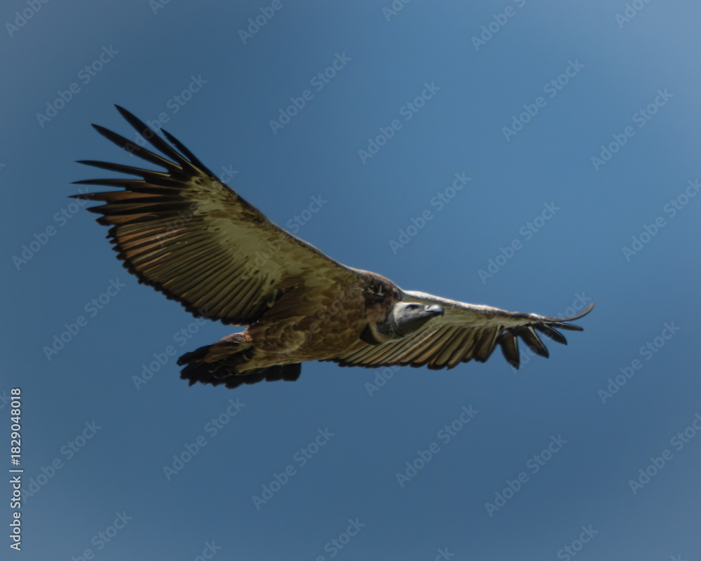 Obraz premium Several vultures gathered closely while feeding on a carcass hidden in tall green grass, captured in a raw and natural moment of scavenging behavior. This powerful wildlife scene illustrates the