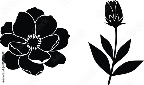 Black and white floral silhouettes depicting an anemone and a single stem flower