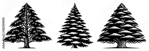 Set of three detailed realistic fir and pine trees in woodcut style black and white vector illustration for forest nature design