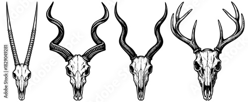 Antelope and Deer Skull Horn Set, Vintage Engraving Vector Clipart, Curved and Antler Horn Illustration Collection
