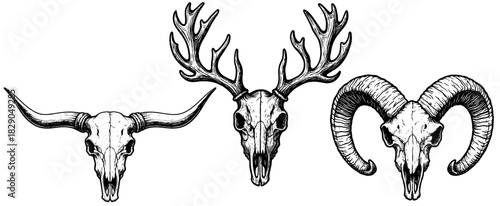 Animal Skull Horn Set, Longhorn Deer Ram Curved Horns, Vintage Engraving Vector Clipart Collection