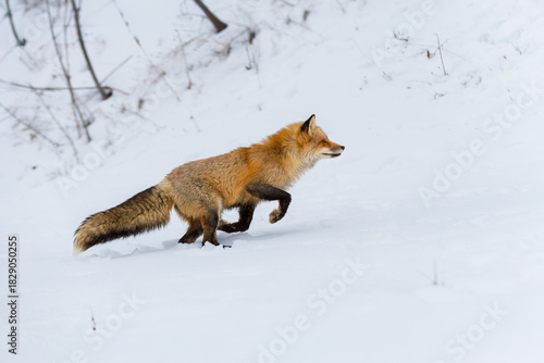 Red Fox (Vulpes vulpes) Bounds Right Up Snowy Embankment Winter