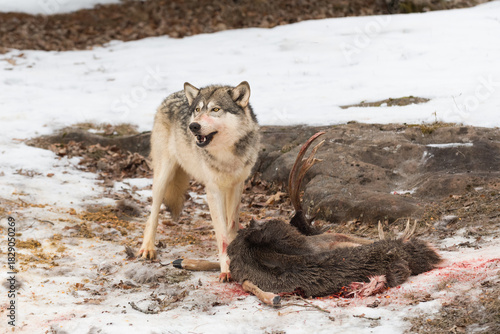 Grey Wolf (Canis lupus) Stands at Remains of Deer Carcass Mouth Open Winter