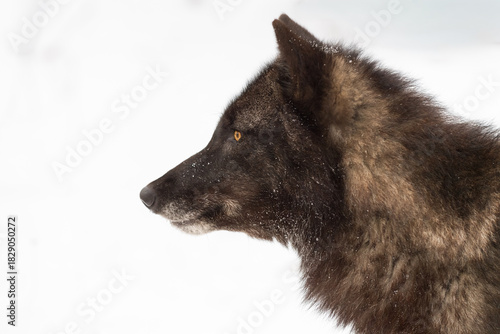 Black Phase Grey Wolf (Canis lupus) Profile to the Left Winter