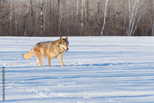 Grey Wolf (Canis lupus) Trots to Right in Winter Field Forest Beyond