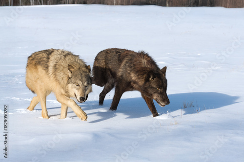 Grey and Black Phase Wolves (Canis lupus) Walk Right Across Winter Field
