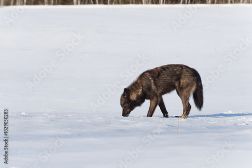 Black Phase Grey Wolf (Canis lupus) Sticks Nose Into Snow to Sniff Winter