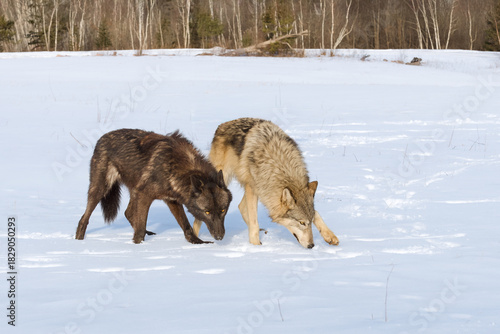 Grey and Black Phase Wolves (Canis lupus) Step Right in Winter Field Noses to Snow