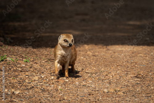 Yellow mongoose captured in a moment of stillness on a sunlit gravel path, with vivid amber eyes and a watchful expression. This image highlights the animal's alert posture and natural behavior, ideal