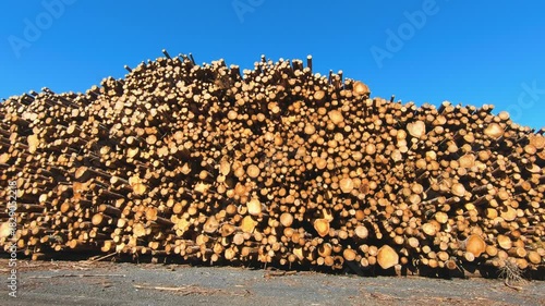 Large stack of freshly cut timber logs piled high at a lumber yard under clear blue skies. Natural wood texture, forestry industry and logging operations captured in bright daylight