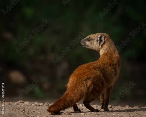 Yellow mongoose captured in a moment of stillness on a sunlit gravel path, with vivid amber eyes and a watchful expression. This image highlights the animal's alert posture and natural behavior, ideal