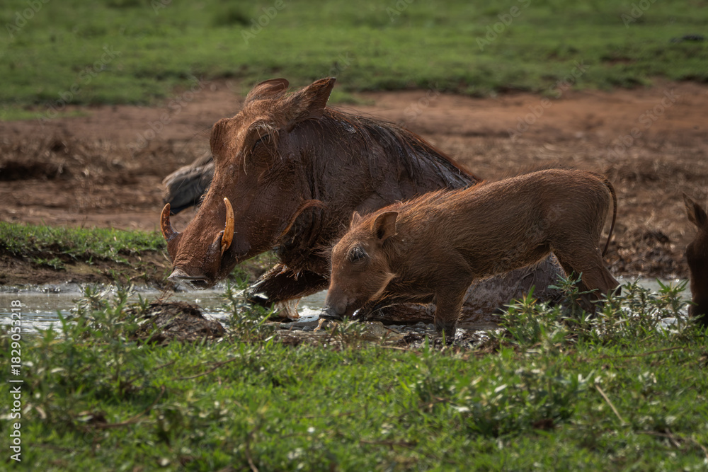Fototapeta premium Adult warthog and young piglet seen quenching their thirst at a muddy waterhole in the wild. The animals are partially covered in mud, emphasizing natural behavior and life in the African savanna