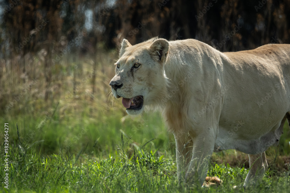 Fototapeta premium Side view of a lioness walking alertly through green grass, mouth slightly open and eyes fixed ahead. Captured in natural light, this image conveys strength, purpose, and raw wildlife energy. Ideal
