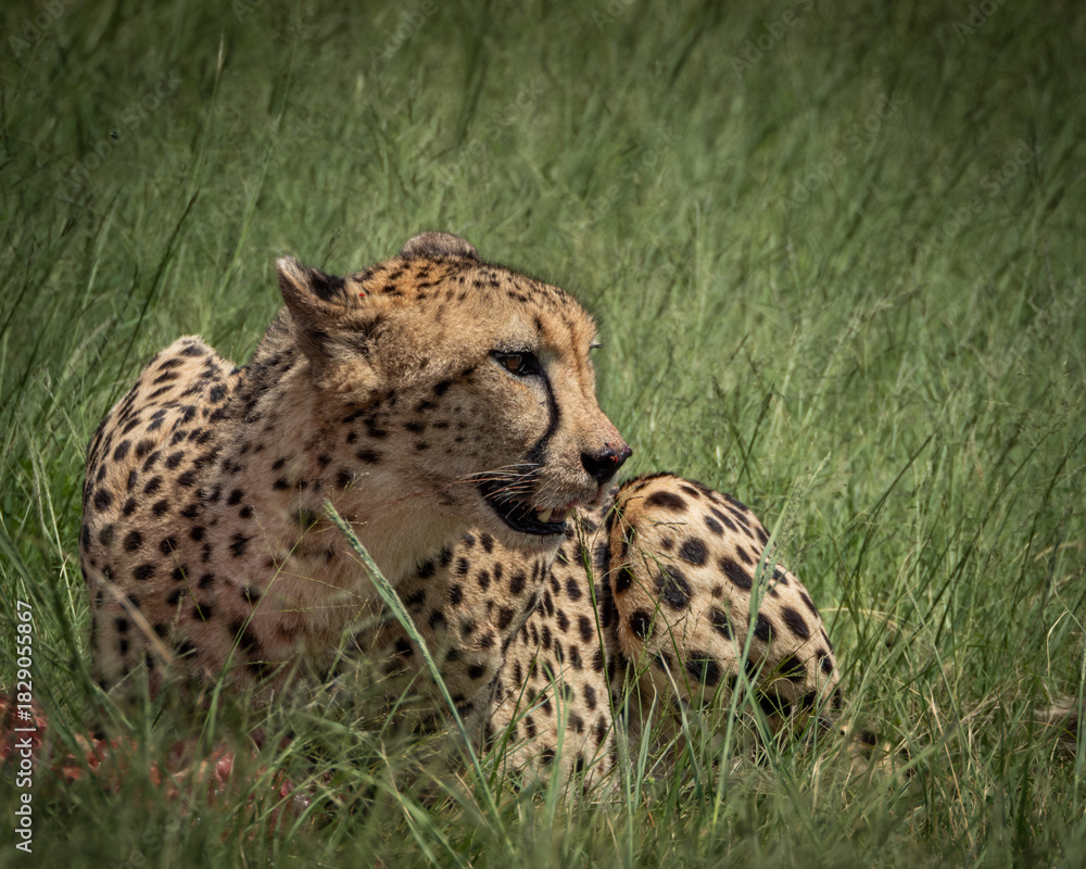Fototapeta premium Wild cheetah lying in green grass next to a partially eaten carcass, alert and scanning the surroundings. This intense wildlife moment captures predator behavior in its natural habitat, ideal for use