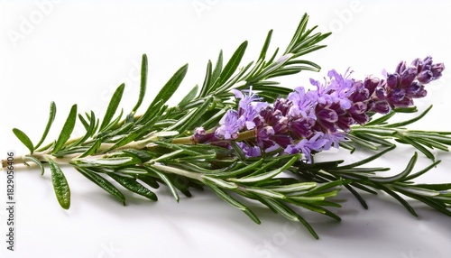 A Single Sprig Of Fresh Rosemary With Delicate Purple Flowers Isolate On White Background