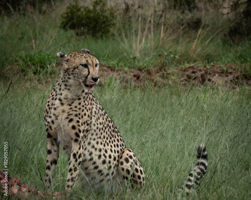 Photography Wild cheetah lying in green grass next to a partially eaten carcass, alert and scanning the surroundings