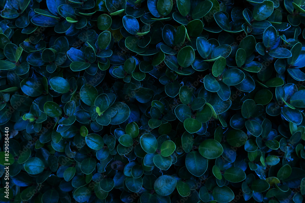 Obraz premium Herb wall, plant wall, natural green wallpaper and background. nature wall. Nature background of green forest