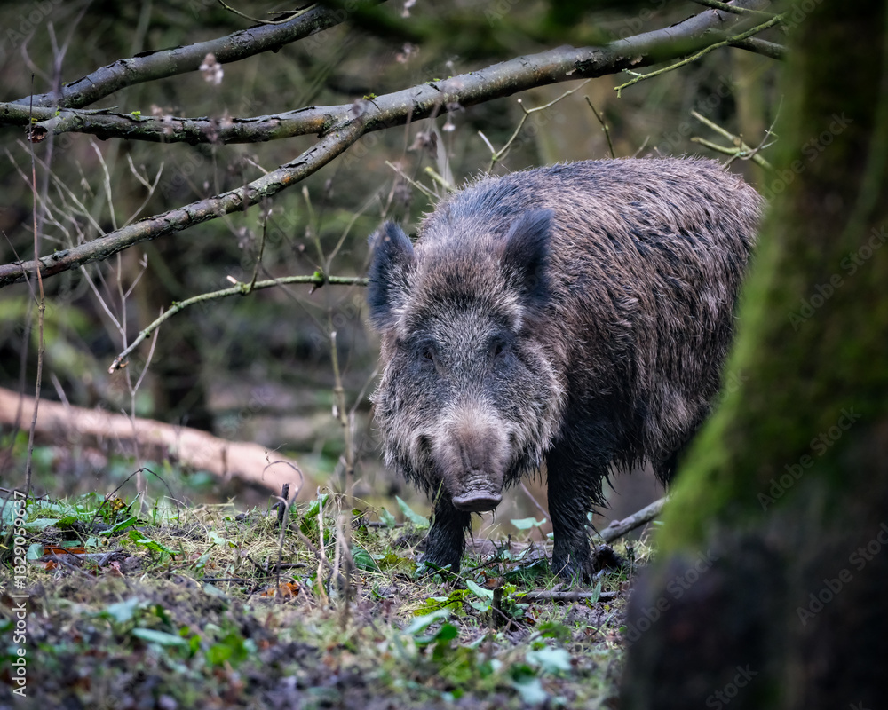 Naklejka premium Close up view of a wild boar moving through dense forest vegetation. The natural textures of the animal's coarse fur contrast with the damp woodland floor and moss covered trees, creating an authentic