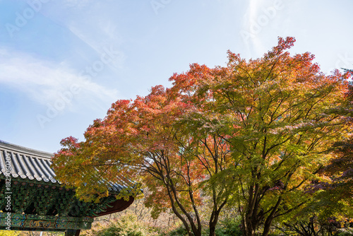 Autumn Maple Canopy Above Traditional Korean Temple Roof