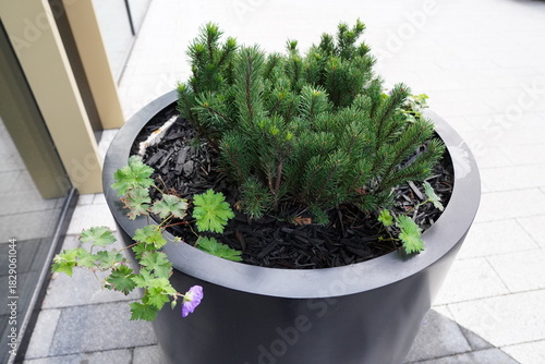 Small green plants thrive in a stylish planter beside a modern building in an urban setting