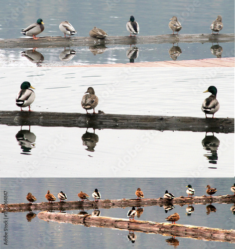 photo of a large variety of wild ducks resting on logs floating in a lake in Idaho