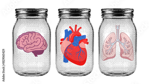 human organs in glass jars, brain, heart, lungs, anatomy illustration