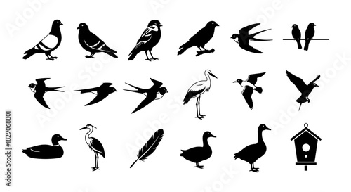 Silhouette collection of various birds and feathers in minimalist style