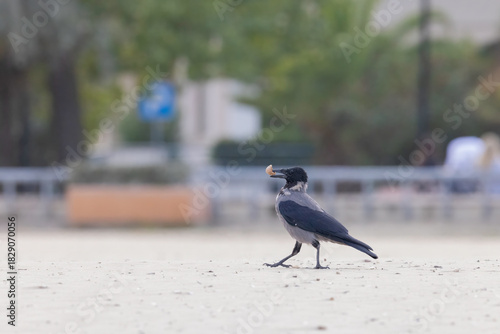 City Bird in Focus: Crow Finding a Snack
