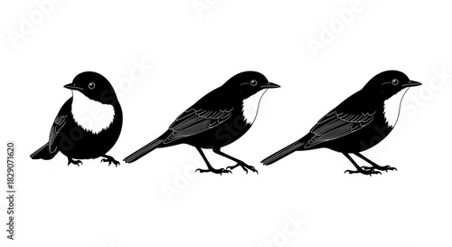 Black and white bird silhouette: minimalist trio on white background