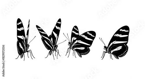 Elegant butterfly silhouettes: detailed black and white insect designs