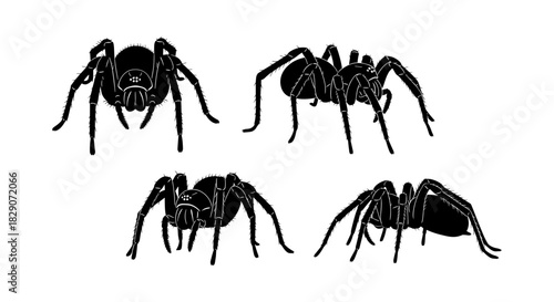 Black silhouette spider set on white background