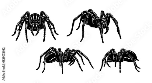 Realistic spider silhouettes on white background
